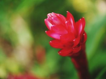 Close-up of flower blooming outdoors