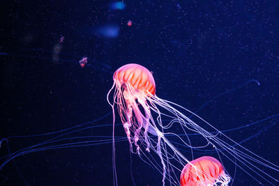 Close-up of jellyfish swimming in sea.colorful and wonderful 