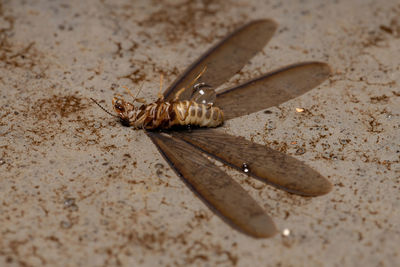 High angle view of insect on floor