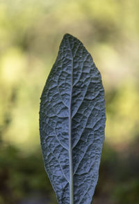 Close-up of leaf on field