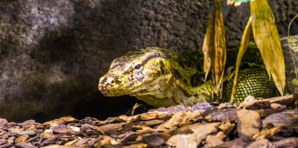 Close-up of lizard on rock