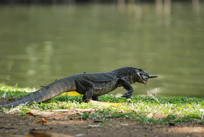 Komodo dragons are fauna in bogor palace, in addition to deer