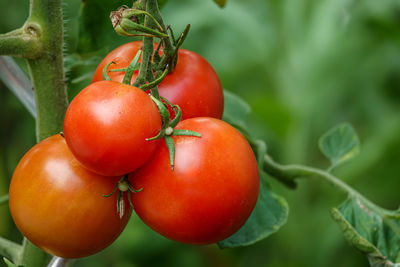 Close-up of tomatoes growing on tree