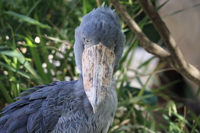Close-up of bird