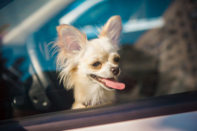 White chiahua with his tongue sticking out sits in the car and looks through the closed glass 