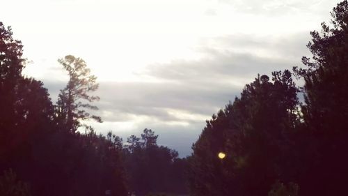 Silhouette trees in forest against sky