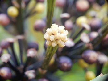 Close-up of white flowering plant