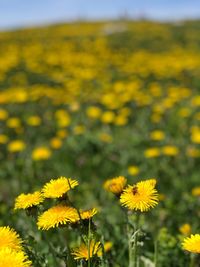 Close-up of fresh yellow flowers in field