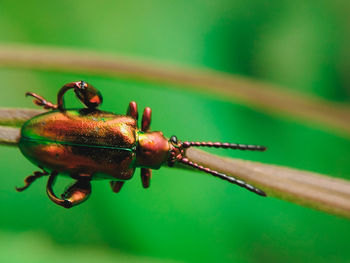 Close-up of insect on leaf