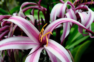 Close-up of pink flowering plant