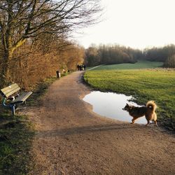 Dog on landscape against sky