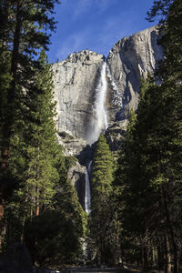 Low angle view of waterfall in forest