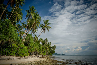 Palm trees by sea against sky