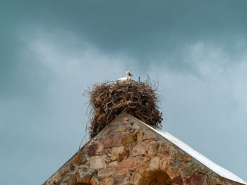 Low angle view of bird perching on nest against sky