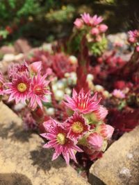 Close-up of pink flowers