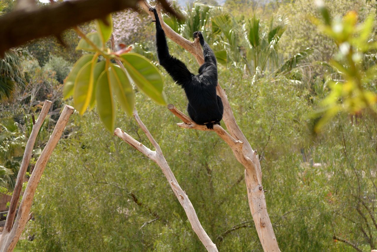 MONKEY HANGING ON TREE