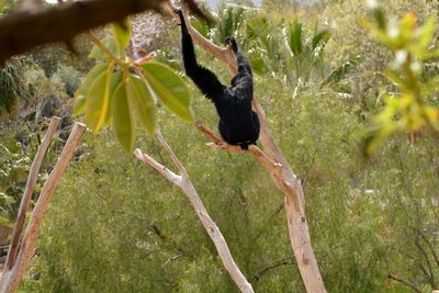 Monkey hanging on tree in forest