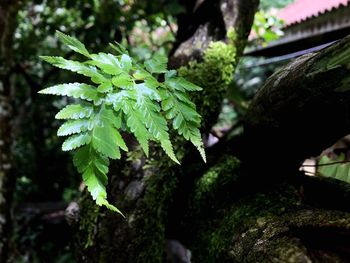 Close-up of green leaves