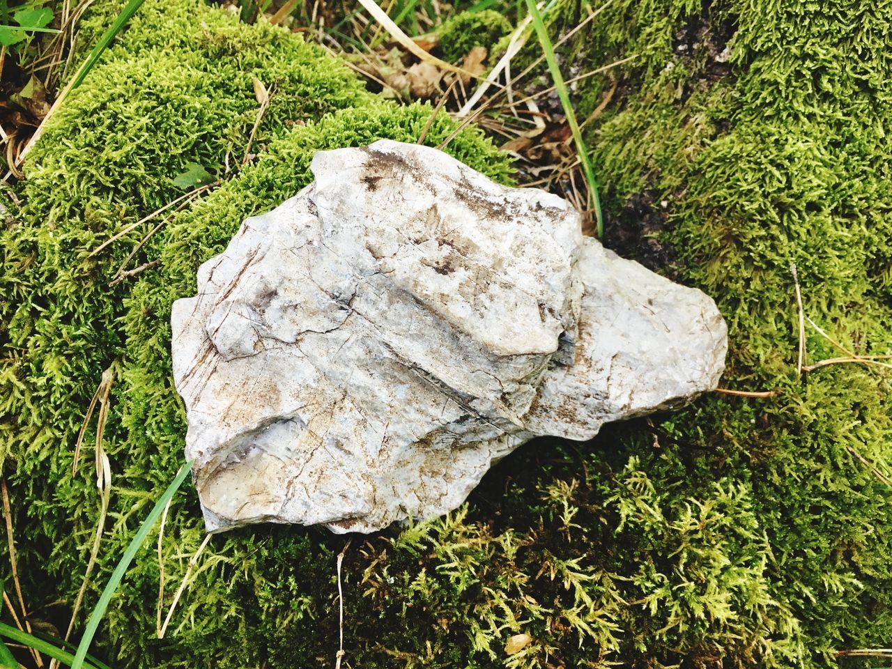 CLOSE-UP OF ROCK ON LAND