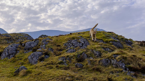 View of horse on field against sky