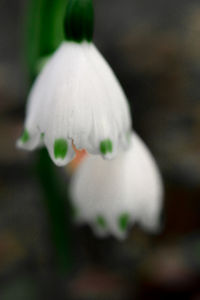 Close-up of white flower