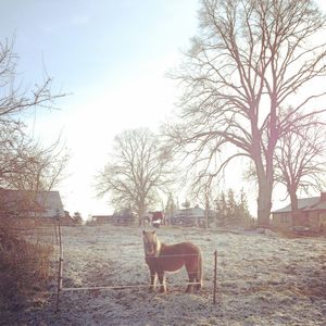 Horse on landscape against sky