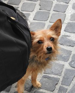 Close-up portrait of dog