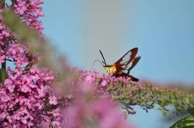 Close-up of butterfly on pink flower