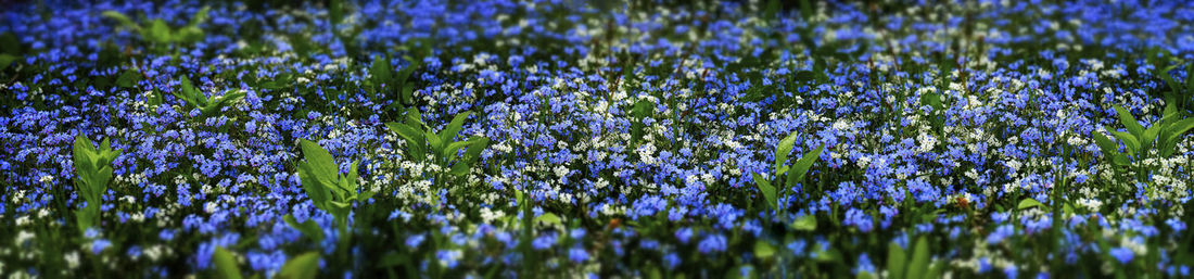 Close-up of purple flowering plants on field