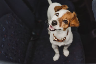 High angle view of dog looking away