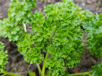 Close-up of fresh green leaves