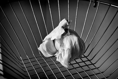 High angle view of bird in cage