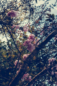 Low angle view of flowers on tree