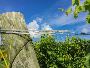 Low angle view of plants against blue sky