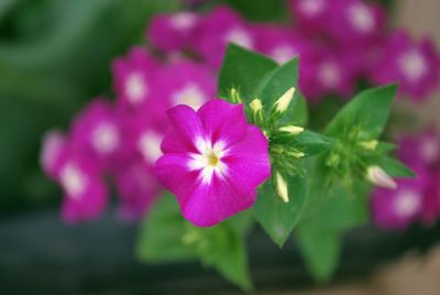 Close-up of pink flowers