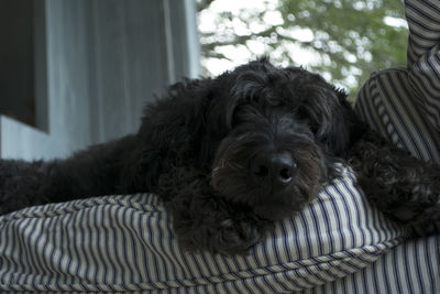 Close-up portrait of dog relaxing at home