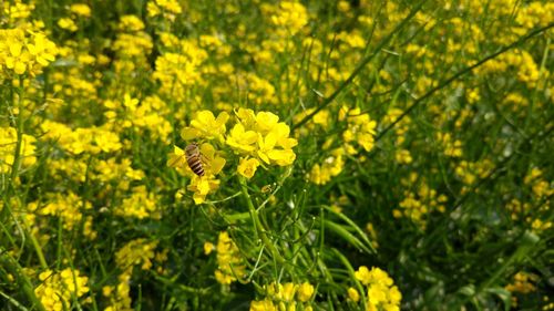 Close-up of bee on yellow flower