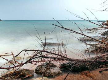 Plants growing on beach against sky