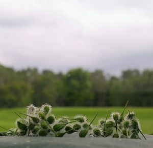 Close-up of plants growing on field against sky