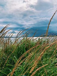 Close-up of grass by sea against sky