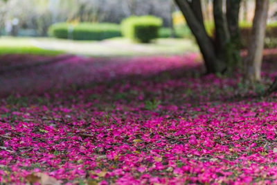 Close-up of purple flowers on landscape