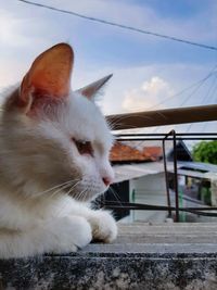 Close-up of white cat