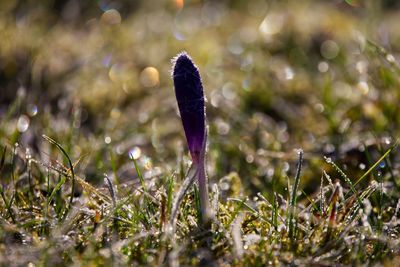 Close-up of purple crocus flowers on frozen  field