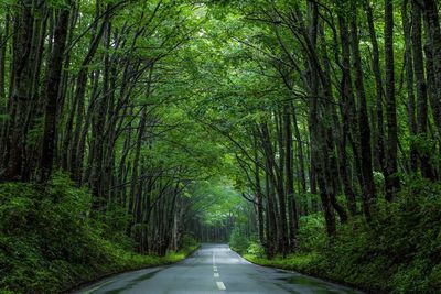 Road in forest