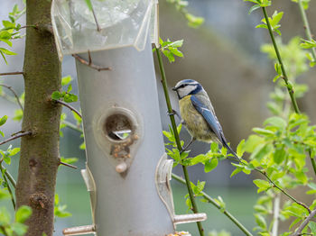 Bird perching on a branch