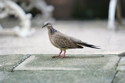 Close-up of seagull perching on retaining wall