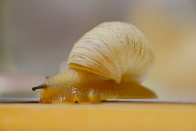 Surface level of snail on ground