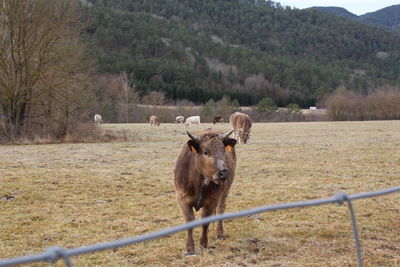 Cows standing on field against trees