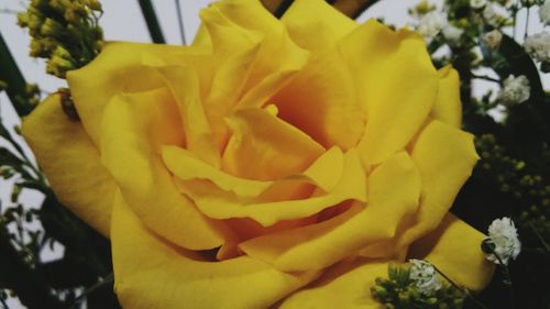 Close-up of yellow rose