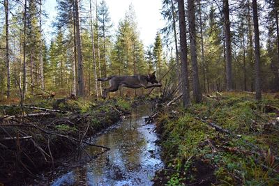 Narrow stream amidst trees in forest
